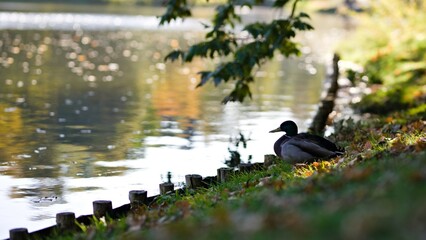 Kaczka krzyżówka siedząca na brzegu stawu w parku miejskim w słoneczny jesienny dzień - obrazy, fototapety, plakaty