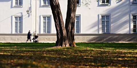 Ruda wiewiórka wspinająca się po drzewie w parku miejskim w słoneczny jesienny dzień - obrazy, fototapety, plakaty