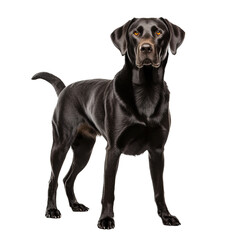 Labrador retriever dog isolated from background