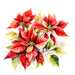 Watercolor poinsettia branch Christmas cards invitations on white background