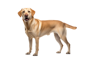 Labrador retriever dog isolated from background