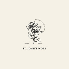 Line art St. John's wort illustration