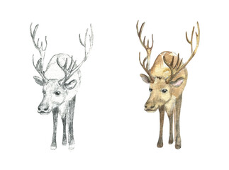 Drawing of a deer with large antlers in pencil and watercolor