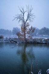 tree on the lake in snow