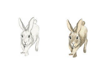 Drawing of a jumping rabbit with big ears in pencil and watercolor