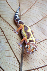 Leopard gecko  (Eublepharis macularius) on a dried leaf