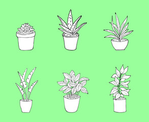 6 black and white illustrations of house plants in the pot. Hand drawn houseplants in the pot. Isolated on a green background. Vector illustration