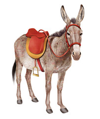 Fototapeta premium âne, animal, ferme, mammifère, nature, équipé en selle, loisirs, équitation, poney, brun, blanc, gazon, tête, alpage, mulet, domestique, champ, isolé, bétail, animal de compagnie