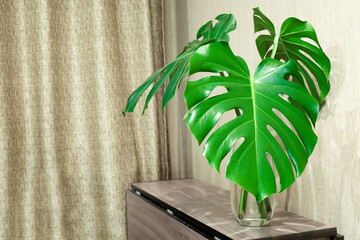 Monstera leaves in glass vase on wooden cupboard. Home interior with monstera leaves.