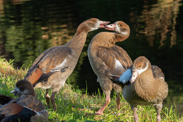 Two young Nile geese (Alopochen aegyptiaca)  playing near the water