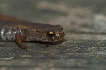 Closeup on the small North american Four-toed salamander, Hemidactylium scutatum