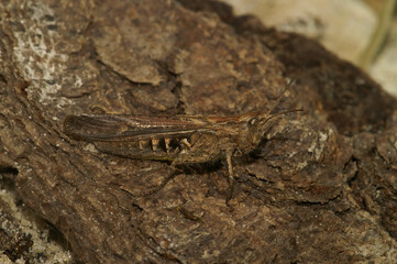 Closeup on the European brown colored bow-winged, grasshopper, Chorthippus biguttulus sitting on wood