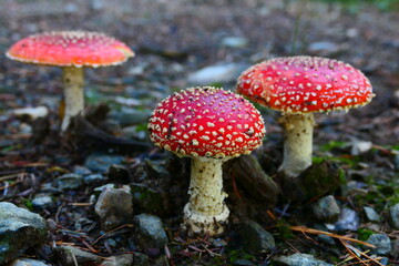 Fliegenpilze, 3er Gruppe