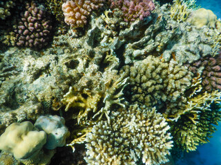 coral reef life - 671174665