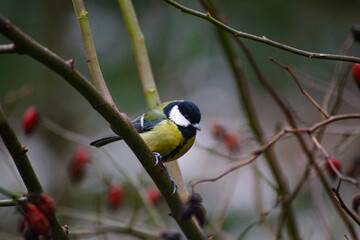 Close-up of bird perching on branch