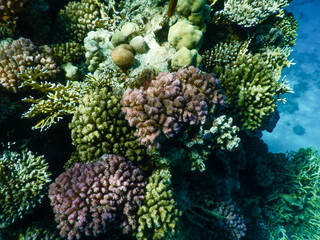 coral reef life - 671174678