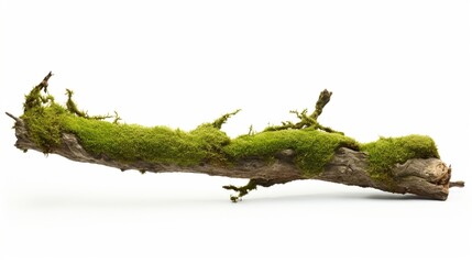 Side image of fresh green moss on rotting branch isolated on white.