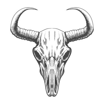 Hand Drawn Scary Bull Skull. Monochrome Engraving Graphic Art Vector Illustration