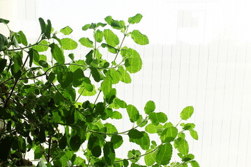 fresh indian herbal Medicinal plant tulsi or holy basil in indoor window natural light for...