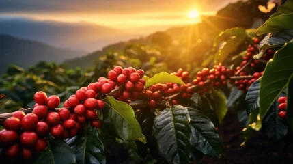 Fotobehang Fresh Coffee Cherry. Coffee beans on coffee plant. © venusvi