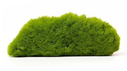 Isolated green moss with reeds on a white background.