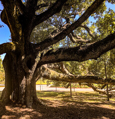 Friendship Oak 1