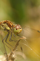 Vertical closeup on the head of a Common darter, Common Darter