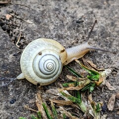 snail on gray ground