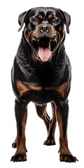 Rottweiler dog isolated from background