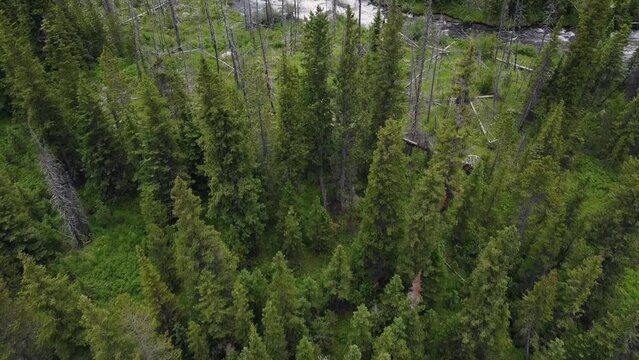 Aerial Footage of Mountain River, Montana, Summer