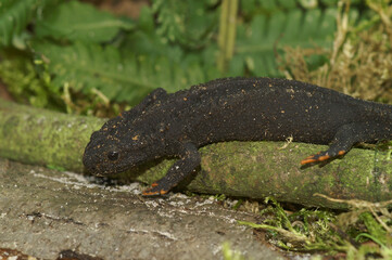 Closeup on the black endangered , Asian Wenxian Knobby Newt, Tylototriton wenxianensis , sitting on the ground