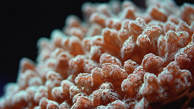 Underwater video, close up of coral emitting fluorescent light. Abstract marine background