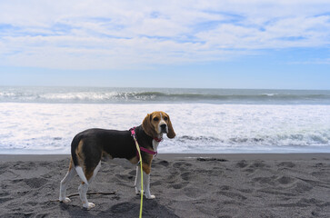 Beagle dog on the beach