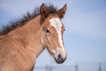 Obraz premium A beautiful thoroughbred horse in a paddock on a farm on a spring day.