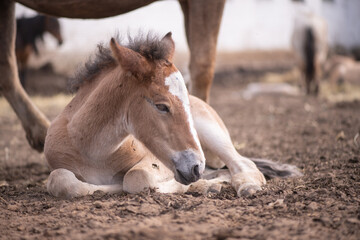 Obraz na płótnie Canvas A beautiful thoroughbred horse in a paddock on a farm on a spring day.