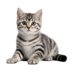 Obraz premium American Shorthair Cat Transparent