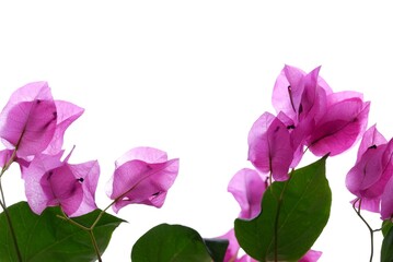 Fototapeta premium A bouquet of sweet pink Bougainvillea flower blossom with green leaves on white isolated background