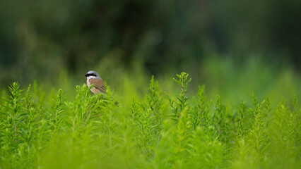 Red-backed Shrike (Lanius collurio) perched on the plant in a meadow