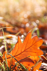 An oak leaf fallen into the grass is illuminated by sunlight. Autumn.