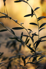 Dark leaves against a background of bright sunlight.