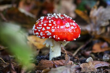 Red fly agaric. Toxic mushroom. Amanita muscaria.