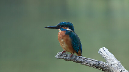 European kingfisher  (Alcedo atthis) Martin pescatore europeo