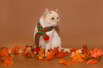 An elderly Siamese cat from the shelter in a scarf
