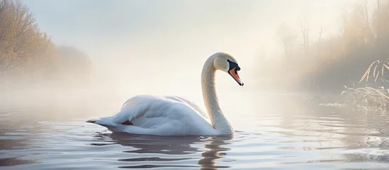 Gordijnen A lake where a Mute Swan is taking a bath © 2rogan