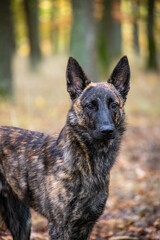 Portrait of amazing Dutch Shepherd dog in autumn forest