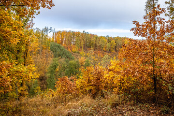 Fototapeta premium Amazing colorful autumnal forest under cloudy blue sky