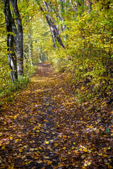 Path through autumnal sunny forest with colorful fallen leaves