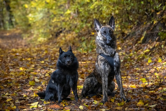 Portrait of amazing schipperke and Dutch Shepherd dogs in colorful fall forest