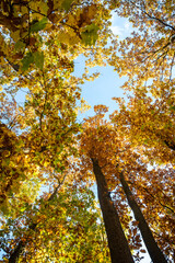 Look up in amazing autumn forest with colorful leaves under blue sky