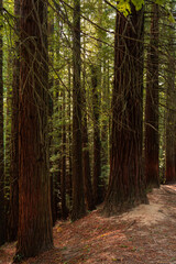 Obraz premium bosque de secuoyas